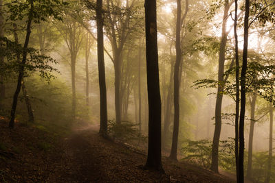 Trees in forest