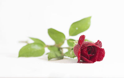 Close-up of red rose against white background