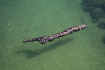 View of an animal in water