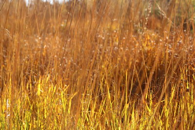 Full frame shot of crops on field