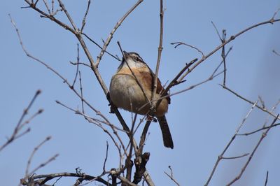 Low angle view of bird perching on twig