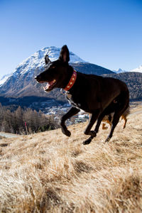 Dog on landscape against clear sky