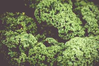 Close-up of fresh green plants