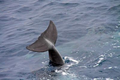 High angle view of a swimming in sea