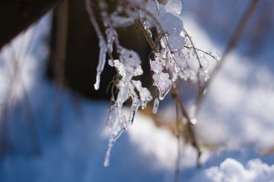 Close-up of frozen plant