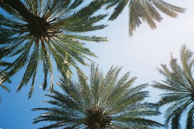 Low angle view of palm trees