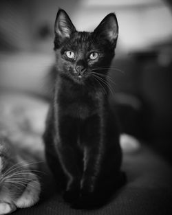 Close-up portrait of a cat