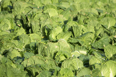 Full frame shot of cabbages growing on farm