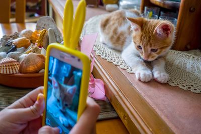 Close-up of cat using smart phone on table