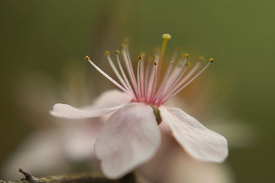 Close-up of flowering plant