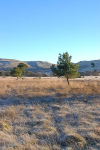 Scenic view of field against clear blue sky