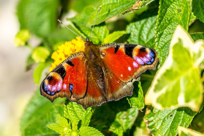 Close-up of insect on leaf