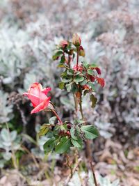 Close-up of pink flowers blooming outdoors