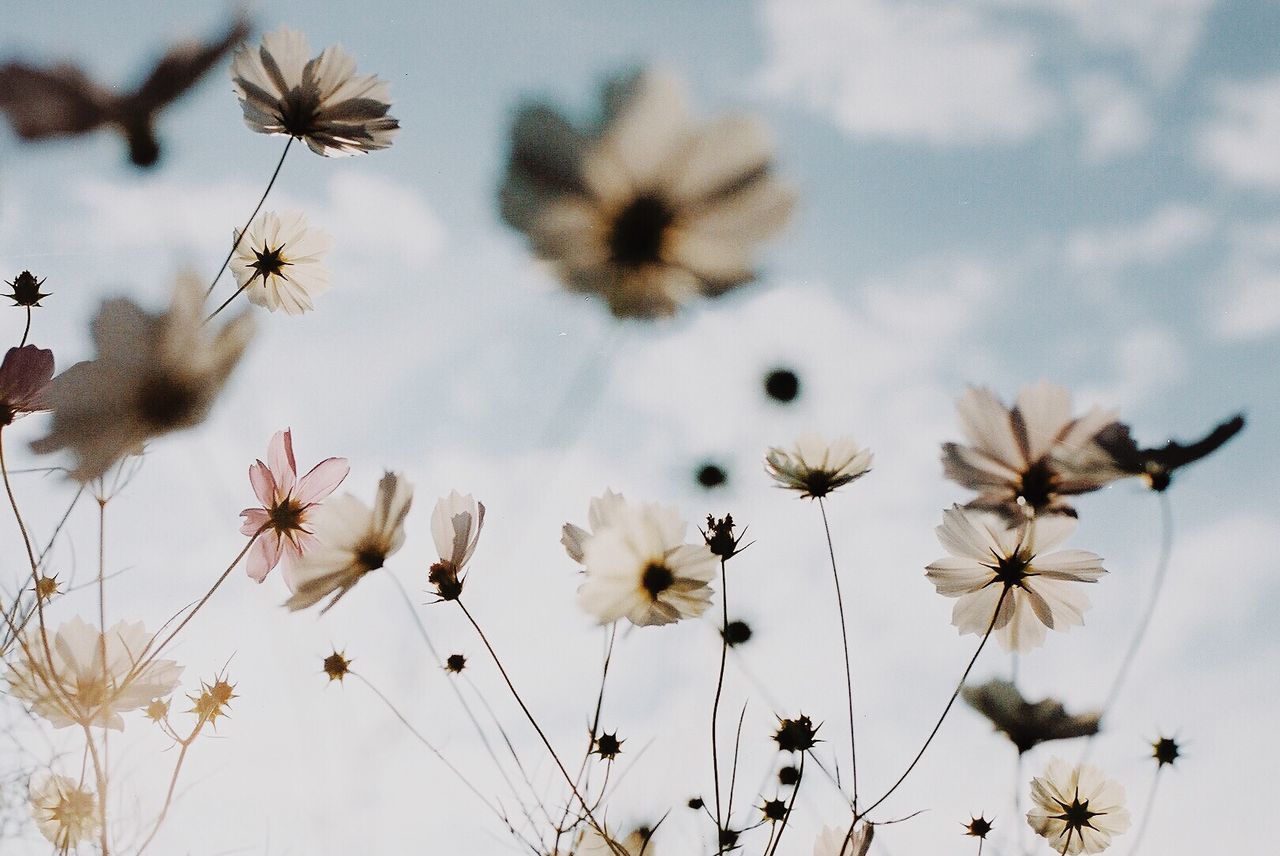 flower, fragility, stem, sky, growth, plant, nature, beauty in nature, freshness, focus on foreground, cloud - sky, low angle view, close-up, flower head, no people, outdoors, day, petal, dry, cloudy