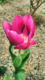 Close-up of pink flowers