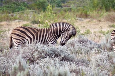 Side view of a zebra on landscape