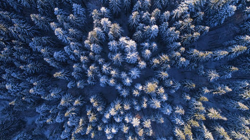 Full frame shot of flowering plant on field