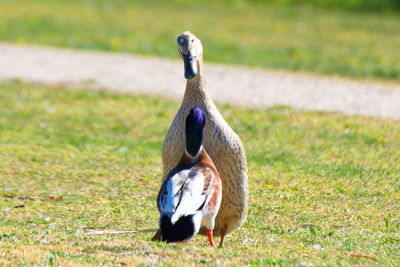 View of a bird on field