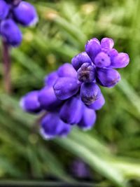 Close-up of purple flowering plant