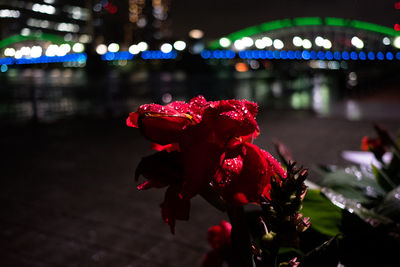 Close-up of red rose