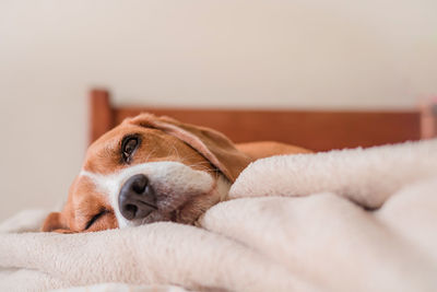 Close-up of a dog sleeping on bed