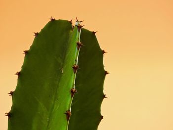 Close-up of cactus on plant against sky