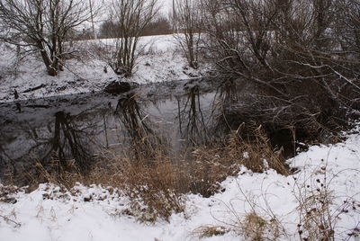 Bare trees on snow covered land