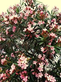 Close-up of pink flowering plant in park