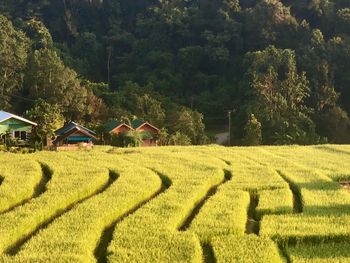 Scenic view of agricultural field