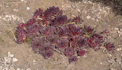 High angle view of pink flowering plant on field