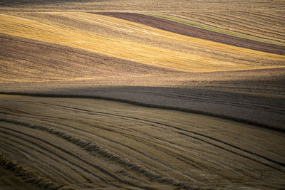 Scenic view of agricultural field