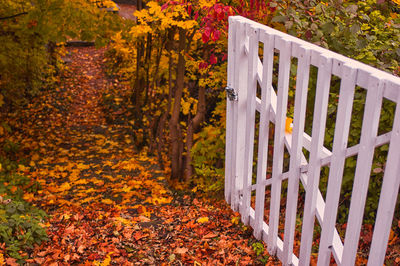 Horizontal shot of a white gate open showing a multicolored path covered by fallen leaves