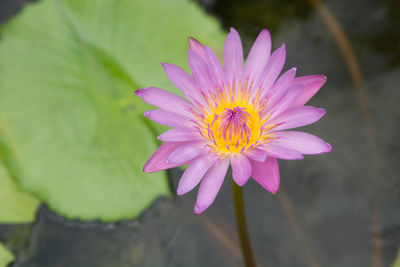 Close-up of pink lotus water lily