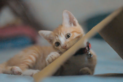 Close-up portrait of kitten