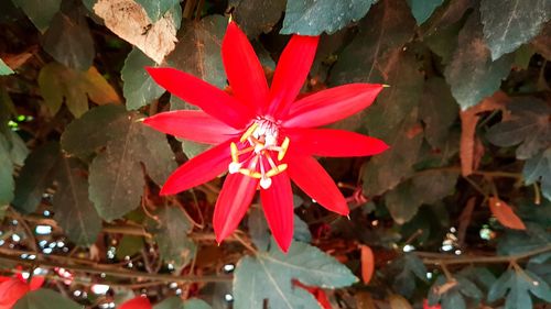 Close-up of red flowers blooming outdoors