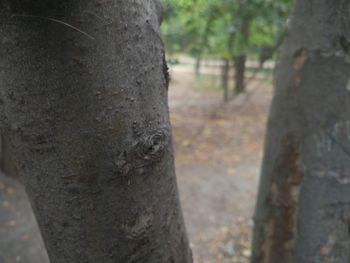 Close-up of a tree trunk