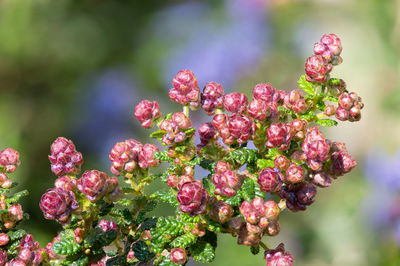 Close up of buds on a california lilac shrub