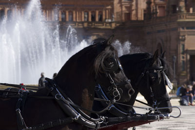 Horses on footpath against fountain