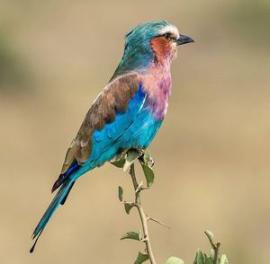 Close-up of bird perching on twig