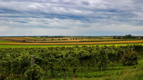 Scenic view of agricultural field against sky