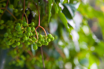 Close-up of berries growing on tree