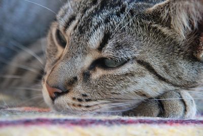 Close-up of a cat looking away