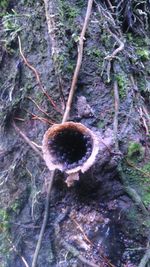 Tree trunk in forest