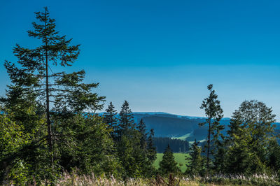 Trees on field against clear blue sky