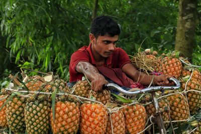 Closeup view of farmer transporting pineapple by bicycle