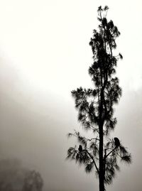 Low angle view of tree against clear sky