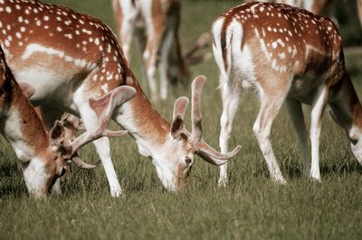 Close-up of deer on grass
