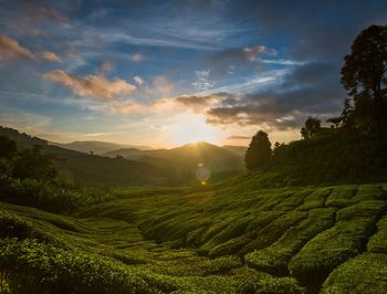 Scenic view of agricultural field against sky