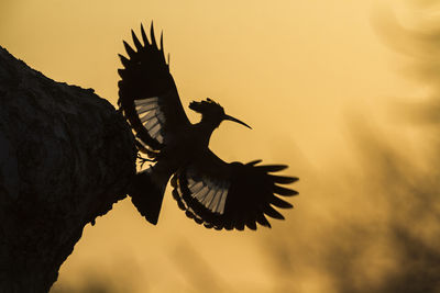 Low angle view of silhouette bird flying against sky