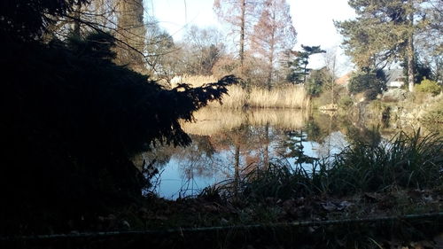 Reflection of trees in water